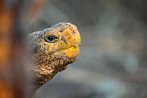 Close up of Espanola giant Galapagos tortoise (Chelonoidis hoodensis) head, Espanola Island, Galapagos Islands, Ecuador.