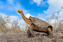 Old male Espanola giant Galapagos tortoise (Chelonoidis hoodensis) stretching its neck in clearing, Las Tunas, Espanola Island,Galapagos Islands, Ecuador. He was named 'Diego' after the San...