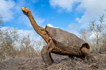 Old male Espanola giant Galapagos tortoise (Chelonoidis hoodensis) stretching its neck in clearing, Las Tunas, Espanola Island,Galapagos Islands, Ecuador. He was named 'Diego' after San Dieg...