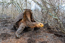 Old male Espanola giant Galapagos tortoise (Chelonoidis hoodensis) walking through vegetation, Las Tunas, Espanola Island, Galapagos Islands, Ecuador. He was named 'Diego' after San Diego Zo...