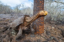 Old male Espanola giant Galapagos tortoise (Chelonoidis hoodensis) stretching its neck, Las Tunas, Espanola Island, Galapagos Islands, Ecuador. He was named 'Diego' after San Diego Zoo where...