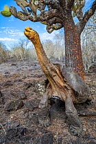 Old male Espanola giant Galapagos tortoise (Chelonoidis hoodensis) stretching its neck to reach cactus leaf, Las Tunas, Espanola Island, Galapagos Islands, Ecuador. He was named 'Diego' afte...