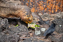 Old male Espanola giant Galapagos tortoise (Chelonoidis hoodensis) with Darwin finches (Geospiza), black morph, feeding on new plant growth, Las Tunas, Espanola Island, Galapagos Islands, Ecuador. He...