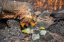 Old male Espanola Giant Galapagos tortoise (Chelonoidis hoodensis) with Darwin finch (Geospiza), black morph, feeding on new plant growth, Las Tunas, Espanola Island, Galapagos Islands, Ecuador. He wa...