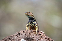 Male Espanola lava-lizard (Microlophus delanonis) perched on rock, Espanola Island, Galapagos Islands, Ecuador.