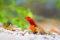Male Espanola lava-lizard (Microlophus delanonis) resting on gravel, Espanola Island, Galapagos Islands, Ecuador.