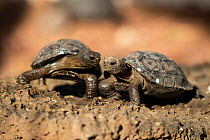 Hatchling Espanola giant Galapagos tortoises (Chelonoidis hoodensis), three months of age, in captive breeding facility, Fausto Llerena giant tortoise breeding centre, Puerto Ayora, Santa Cruz Island,...