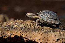 Hatchling Espanola giant Galapagos tortoise (Chelonoidis hoodensis), three months old, in captive breeding facility, Fausto Llerena giant tortoise breeding centre, Puerto Ayora, Santa Cruz Island, Gal...