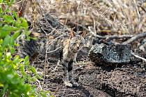Feral cat (Catus catus) with one eye half closed suggesting damage or infection, Puerto Ayora, Santa Cruz Island, Galapagos Islands, Ecuador.
