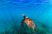Green sea turtle (Chelonia mydas), yellow morph, swimming through shallows, Post Office Bay, Floreana Island, Galapagos Islands, Ecuador. Pacific Ocean.
