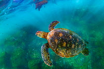 Green sea turtle (Chelonia mydas), yellow morph, swimming in shallows, Post Office Bay, Floreana Island, Galapagos Islands, Ecuador. Pacific Ocean.