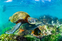 Green sea turtle (Chelonia mydas), with damselfish (Pomacentridae) swimming through coral reef, Post Office Bay, Floreana Island, Galapagos Islands, Ecuador. Pacific Ocean.