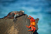 Marine iguana (Amblyrhynchus cristatus) with Sally lightfoot crab (Grapsus grapsus) crawling over rock, Punta Suarez, Espanola Island, Galapagos Islands, Ecuador.