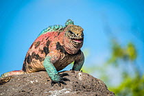 Male Marine iguana (Amblyrhynchus cristatus), in bright breeding colours particular to Espanola Island, guarding rock, Galapagos Islands, Ecuador.