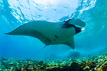 Giant oceanic manta ray (Manta birostris) swimming through shallows, Canal Itabaca, Santa Cruz Island, Galapagos Islands, Ecuador.