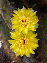 Prickly pear cactus (Opuntia megasperma) flower, Puerto Baquerizo Moreno, San Cristobal Island, Galapagos Islands, Ecuador.
