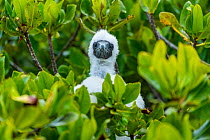 Red-footed booby (Sula sula) chick head sticking out of bush, Genovesa Island, Galapagos Islands, Ecuador.