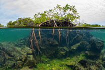 Split level view of Red mangrove (Rhizophora mangle), El Finado, Isabela Island, Galapagos Islands, Ecuador. Pacific Ocean.