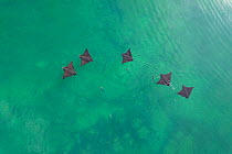 Group of Spotted eagle rays (Aetobatus narinari) swimming at water surface, Los Tuneles, Cabo Rosa, Isabela Island, Galapagos Islands, Ecuador.  Pacific Ocean.