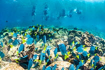 Tourist group snorkelling above school of Razor surgeonfish (Prionurus laticlavius), Champion Islet, Floreana Island, Galapagos Islands, Ecuador. Pacific Ocean.