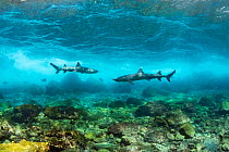 Whitetip reef sharks (Triaenodon obesus) swimming in shallows, Canal Itabaca, Santa Cruz Island, Galapagos Islands, Ecuador. Pacific Ocean.
