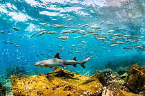Whitetip reef shark (Triaenodon obesus) and shoals of fish swimming in shallows, Canal Itabaca, Santa Cruz Island, Galapagos Islands, Ecuador. Pacific Ocean.