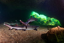 Whitetip reef sharks (Triaenodon obesus) resting in lava tube cave, El Finado, Isabela Island, Galapagos Islands, Ecuador. Pacific Ocean.