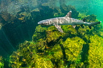 Whitetip reef shark (Triaenodon obesus) swimming in shallows, El Finado, Isabela Island, Galapagos Islands, Ecuador. Pacific Ocean.