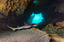 Whitetip reef shark (Triaenodon obesus) resting in lava tube cave, El Finado, Isabela Island, Galapagos Islands, Ecuador. Pacific Ocean.
