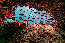 Blacktip cardinalfish (Apogon atradorsatus) sheltering in cave during daytime, Sombrero Chino Islet, Santiago Island, Galapagos Islands, Ecuador. Pacific Ocean.