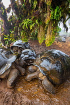 Alcedo giant tortoises (Chelonoidis vandenburghi) drinking from fog-drip puddles under mossy trees on caldera rim during dry season, Alcedo Volcano, Isabela Island, Galapagos Islands, Ecuador.