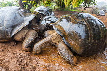 Alcedo giant tortoises (Chelonoidis vandenburghi) drinking from fog-drip puddles under mossy trees on caldera rim during dry season, Alcedo Volcano, Isabela Island, Galapagos Islands, Ecuador.