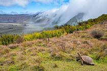 Alcedo giant tortoise (Chelonoidis vandenburghi) walking around caldera rim with fog rolling in during dry season, Alcedo Volcano, Isabela Island, Galapagos Islands, Ecuador.