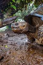 Alcedo giant tortoise (Chelonoidis vandenburghi) drinking from muddy fog-drip puddles under mossy trees on caldera rim during dry season, Alcedo Volcano, Isabela Island, Galapagos Islands, Ecuador.