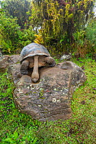 Alcedo giant tortoise (Chelonoidis vandenburghi) drinking from drizzle puddles on top of boulder on caldera rim during dry season, Alcedo Volcano, Isabela Island, Galapagos Islands, Ecuador.