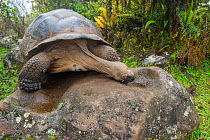 Alcedo giant tortoise (Chelonoidis vandenburghi) drinking from drizzle puddles on top of boulder on caldera rim during dry season, Alcedo Volcano, Isabela Island, Galapagos Islands, Ecuador.