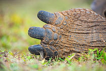 Detail of hind toes of Alcedo giant tortoise (Chelonoidis vandenburghi), Alcedo Volcano, Isabela Island, Galapagos Islands, Ecuador.