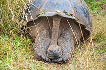 Alcedo giant tortoise (Chelonoidis vandenburghi) resting, head on feet,  during dry season, Alcedo Volcano, Isabela Island, Galapagos Islands, Ecuador.