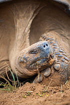 Alcedo giant tortoise (Chelonoidis vandenburghi) resting, head on foot, during dry season, Alcedo Volcano, Isabela Island, Galapagos, Ecuador.