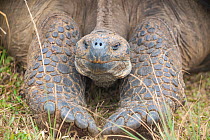 Alcedo giant tortoise (Chelonoidis vandenburghi) resting during dry season, Alcedo Volcano, Isabela Island, Galapagos, Ecuador.