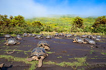 Alcedo giant tortoises (Chelonoidis vandenburghi) gathering together to drink from drizzle puddles on flat lava during dry season, Alcedo Volcano, Isabela Island, Galapagos Islands, Ecuador.