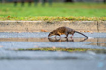 A Rakali, aka water-rat, (Hydromys chrysogaster) walks, looking for food scraps in the car park next to the shoreline of Lake Wendouree. May, 2022 Lake Wendouree, Ballarat, Victoria, Australia
