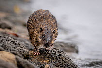 A Rakali, aka water-rat, (Hydromys chrysogaster) walks on the shoreline of Lake Wendouree. May, 2022 Lake Wendouree, Ballarat, Victoria, Australia Cropped