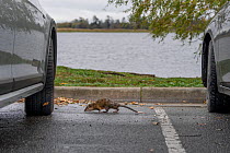 A Rakali, aka water-rat, (Hydromys chrysogaster) looks for food scraps in the car park that is on the shoreline of Lake Wendouree. May, 2022 Lake Wendouree, Ballarat, Victoria, Australia