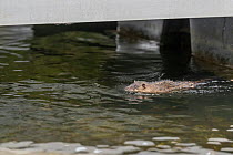 A Rakali, aka water-rat, (Hydromys chrysogaster) swimming near the shoreline of Lake Wendouree. May, 2022 Lake Wendouree, Ballarat, Victoria, Australia Cropped.