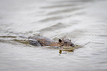 A Rakali, aka water-rat, (Hydromys chrysogaster) swimming near the shoreline of Lake Wendouree. May, 2022 Lake Wendouree, Ballarat, Victoria, Australia Cropped