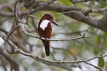 White-throated kingfisher (Halcyon smyrnensis) perched in a tree, Sri Lanka.