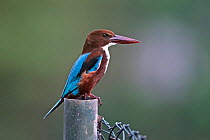 White-throated kingfisher (Halcyon smyrnensis) perched on a fence post, portrait, Sri Lanka.