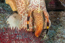 Close up of Triton trumpet shell (Charonia tritonis) attacking Crown-of-thorns starfish (Acanthaster planci) which feeds on live coral,  Hawaii. Pacific Ocean.