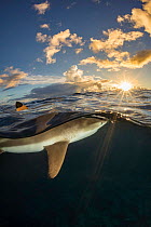 Dorsal fin of Blacktip reef shark (Carcharhinus melanopterus) breaking water surface, at sunset, off island of Yap, Micronesia.  Philippines sea, Pacific Ocean.